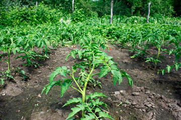 Tomato saplings in the garden in the spring. Tomato seedlings grown for the garden. Close-up.