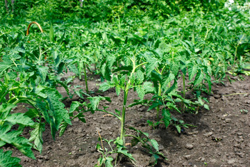 Tomato saplings in the garden in the spring. Tomato seedlings grown for the garden. Close-up.