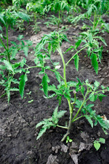 Tomato saplings in the garden in the spring. Tomato seedlings grown for the garden. Close-up.