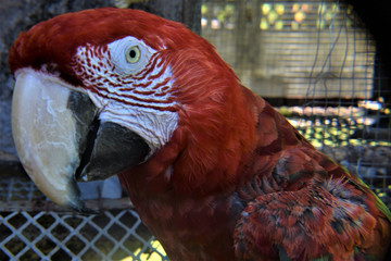 Red macaw Bird wild nature