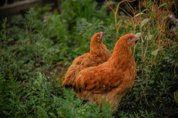 Purebred English chickens graze on  green grass. Breed Orpington