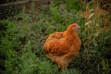 Purebred English chickens graze on  green grass. Breed Orpington