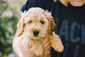Adorable golden Cockapoo puppy playing in garden outside