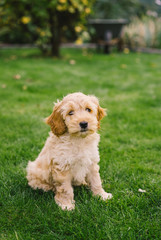 Adorable golden Cockapoo puppy playing in garden outside