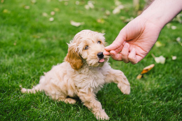 Adorable golden Cockapoo puppy playing in garden outside