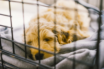 Adorable golden Cockapoo puppy sleeping inside in crate