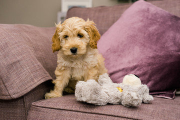 Adorable golden Cockapoo puppy with toy on purple sofa