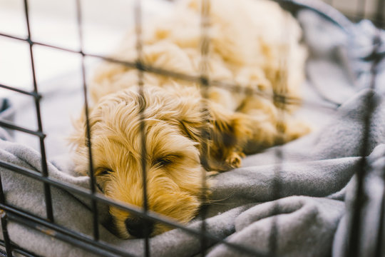 Adorable golden Cockapoo puppy sleeping inside in crate