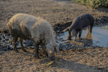 Fototapeta premium Big producer of hairy wild boar. Meat breed of swine Duroc. Pigs couple outdoors in dirty farm field. Name in Latin: Sus scrofa domesticus. Hogging pig Mangalitsa boar. Concept growing organic food