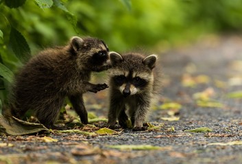 Zwei Waschbären (Procyon lotor) Jungtiere am Hermsdorfer See in Berlin 