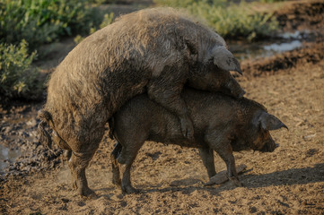 Big producer of hairy wild boar. Meat breed of swine Duroc. Pigs couple outdoors in dirty farm field. Name in Latin: Sus scrofa domesticus. Hogging pig Mangalitsa boar. Concept growing organic food