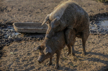 Fototapeta premium Big producer of hairy wild boar. Meat breed of swine Duroc. Pigs couple outdoors in dirty farm field. Name in Latin: Sus scrofa domesticus. Hogging pig Mangalitsa boar. Concept growing organic food