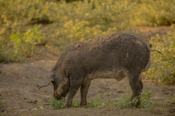 Big producer of hairy wild boar. Meat breed of swine Duroc. Pigs couple outdoors in dirty farm field. Name in Latin: Sus scrofa domesticus. Hogging pig Mangalitsa boar. Concept growing organic food