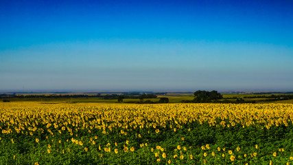 Sunflower field panoramic landscape of bright yellow and blue on the prairie.