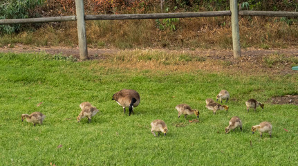 A mother goose and her baby chicks