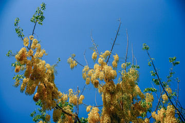 Fototapeta na wymiar Beautiful Yellow Tree with the Clear Sky in the Background