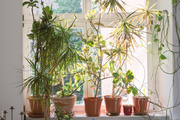 many home plants