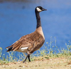 A Canadian Geese Along the Shore of a Lake