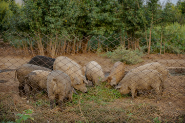 Big producer of hairy wild boar. Meat breed of swine Duroc. Pigs couple outdoors in dirty farm field. Name in Latin: Sus scrofa domesticus. Hogging pig Mangalitsa boar. Concept growing organic food