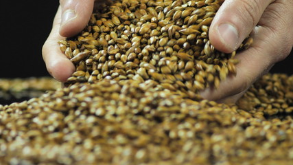 Close-up hands are mixed to dry and sort caramelized malt or barley for making craft beer and...