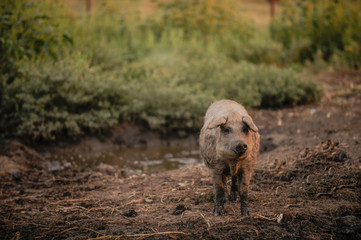 Big producer of hairy wild boar. Meat breed of swine Duroc. Pigs couple outdoors in dirty farm field. Name in Latin: Sus scrofa domesticus. Hogging pig Mangalitsa boar. Concept growing organic food
