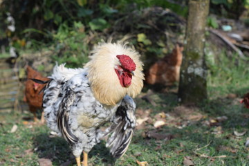 King rooster