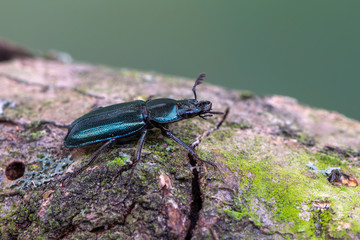 Stag beetle - Platycerus caraboides