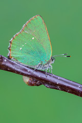 Green Hairstreak - Callophrys rubi
