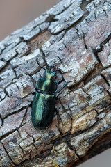 Stag beetle - Platycerus caraboides