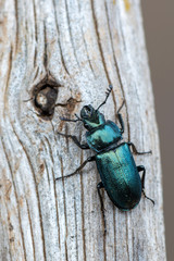 Stag beetle - Platycerus caraboides
