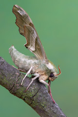 Lime Hawk-moth - Mimas tiliae
