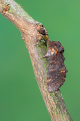 Iron Prominent - Notodonta dromedarius