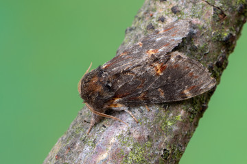Iron Prominent - Notodonta dromedarius