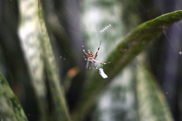 Spiderwebbing