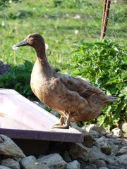 Canard au bord de la baignoire