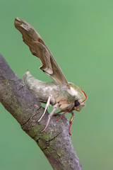 Lime Hawk-moth - Mimas tiliae