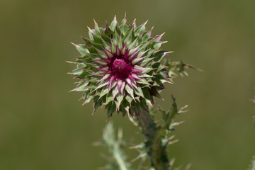 Rowans Ravine Thistle