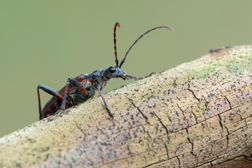 Longhorn beetle - Rhagium bifasciatum