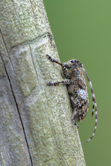 Longhorn beetle - Mesosa nebulosa