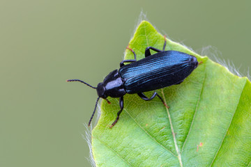a beetle - Melandrya caraboides