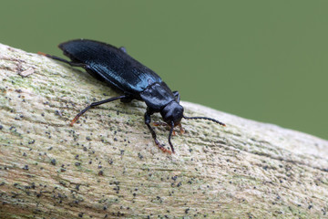 a beetle - Melandrya caraboides