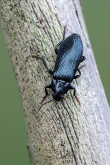 a beetle - Melandrya caraboides