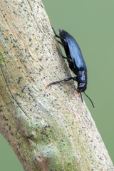 a beetle - Melandrya caraboides