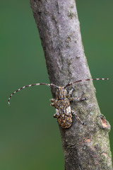 Longhorn beetle - Mesosa nebulosa