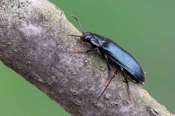 a beetle - Melandrya caraboides