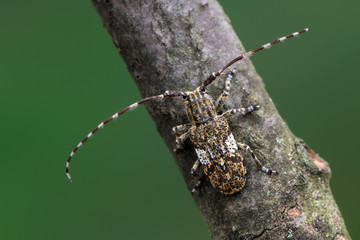 Longhorn beetle - Mesosa nebulosa
