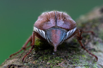 Melolontha hippocastani