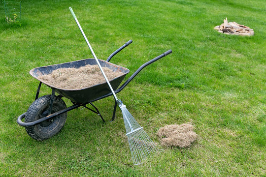 Dethatching Lawn With A Rake Moss Removal In The Spring Garden