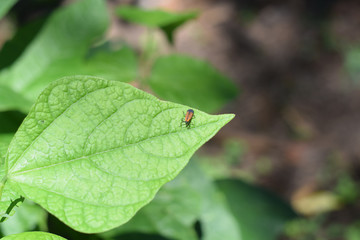 Walkin bug