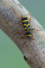 Wasp beetle - Clytus arietis
